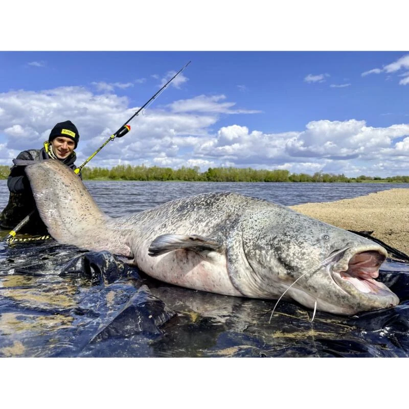 Canne Silure Black Cat Perfect Passion XH-S (510g - 3m20 - Max 350g - 2 - 160cm) 6 Canne Silure Black Cat Perfect Passion XH-S (510g - 3m20 - Max 350g - 2 - 160cm) – Image 4